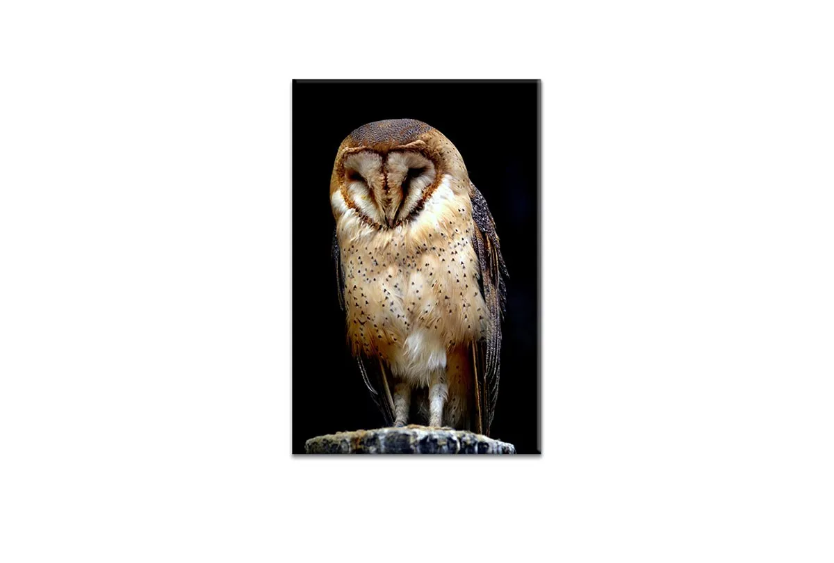 Barn Owl | Canvas Wall Art Print