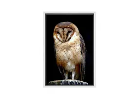 Barn Owl | Canvas Wall Art Print
