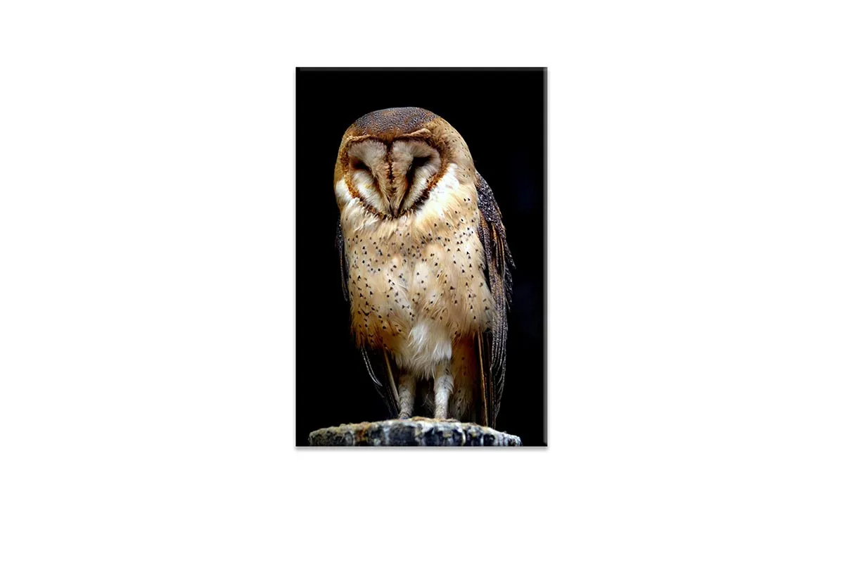 Barn Owl | Canvas Wall Art Print