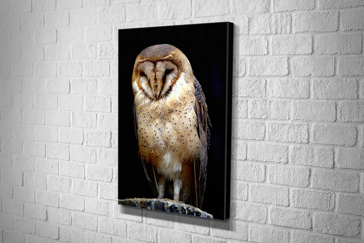 Barn Owl | Canvas Wall Art Print