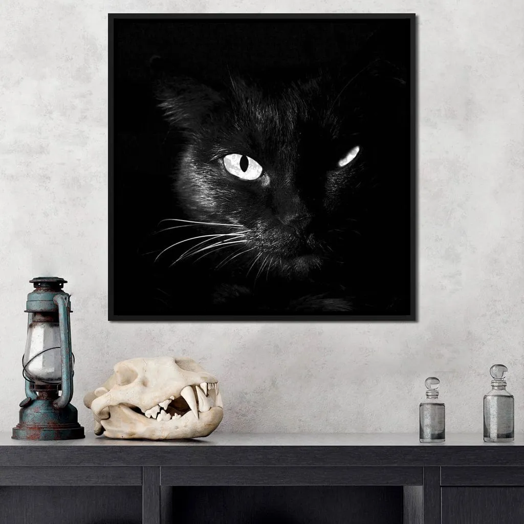 Black and White Cat