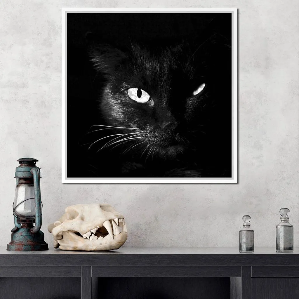 Black and White Cat