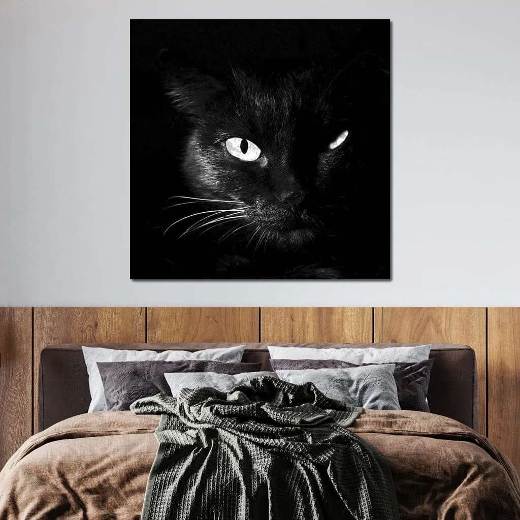 Black and White Cat