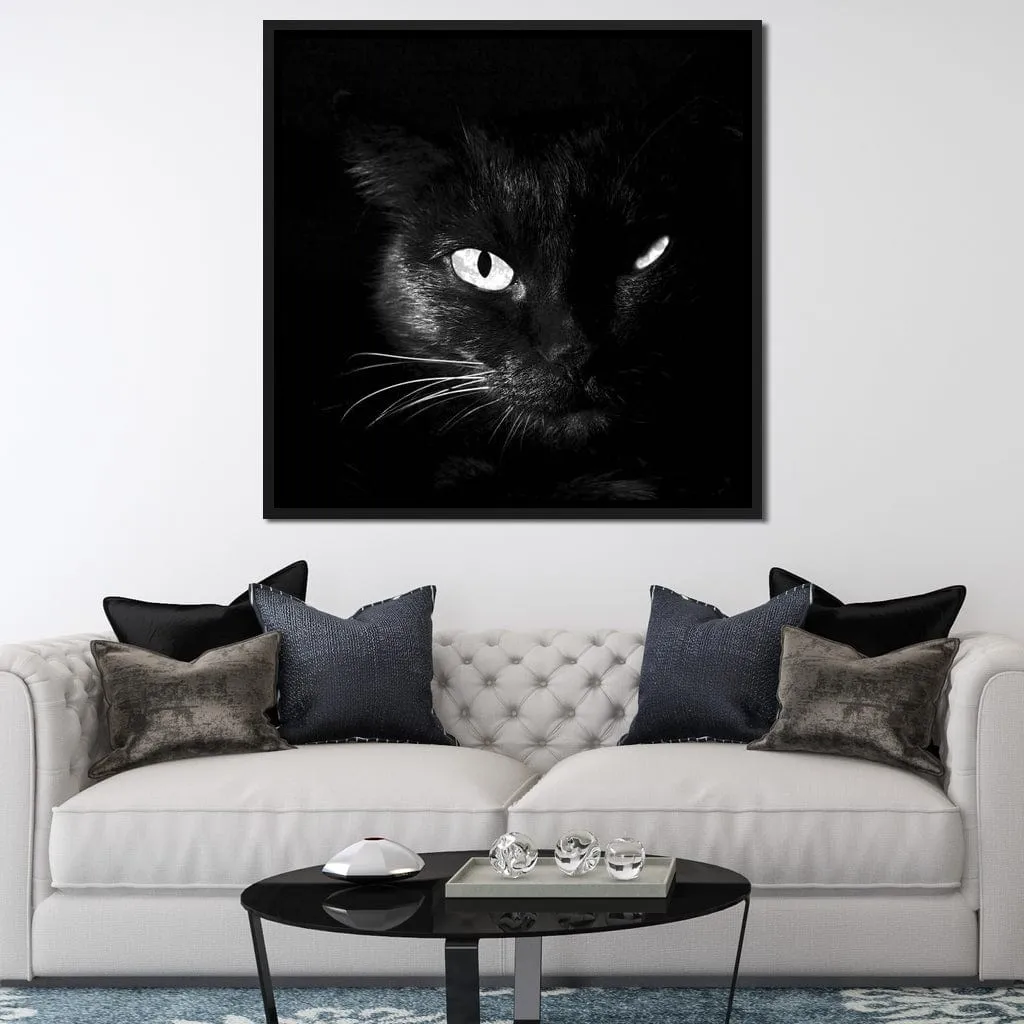 Black and White Cat