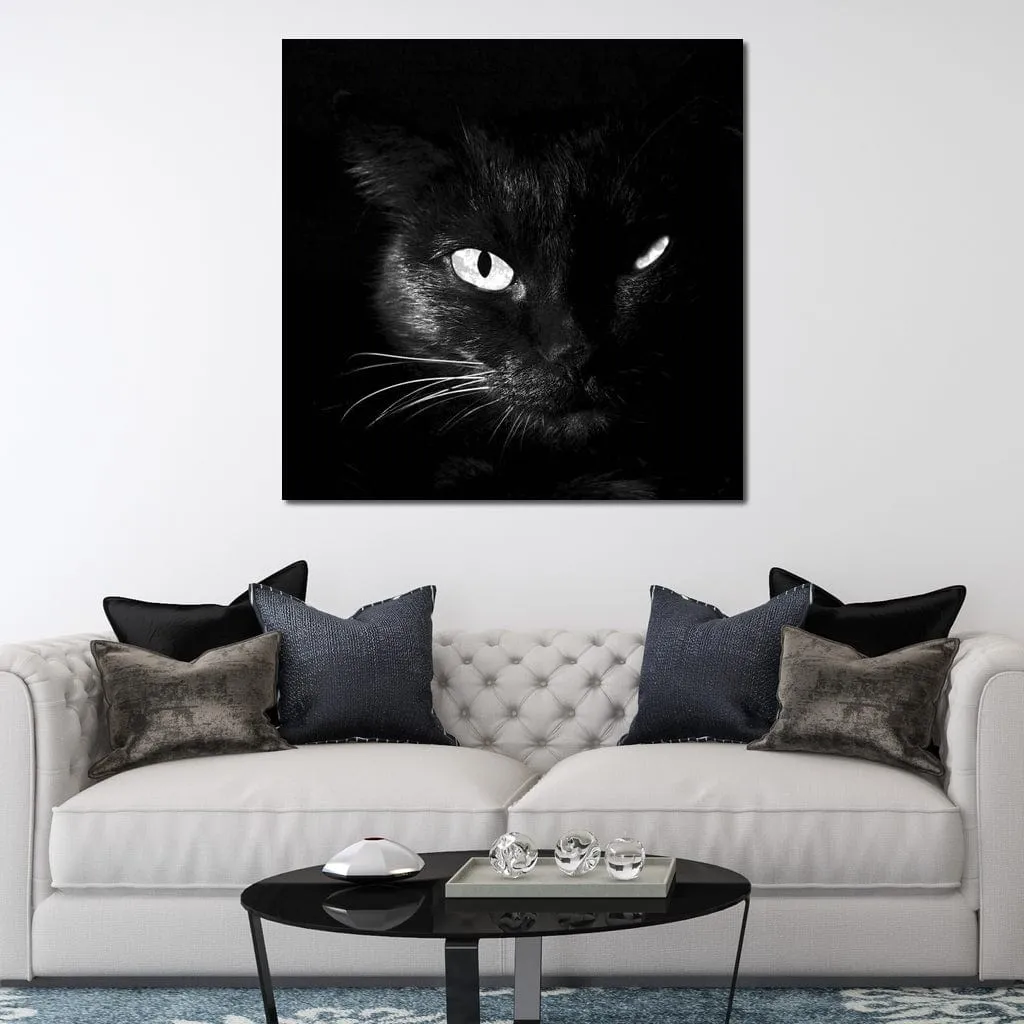 Black and White Cat