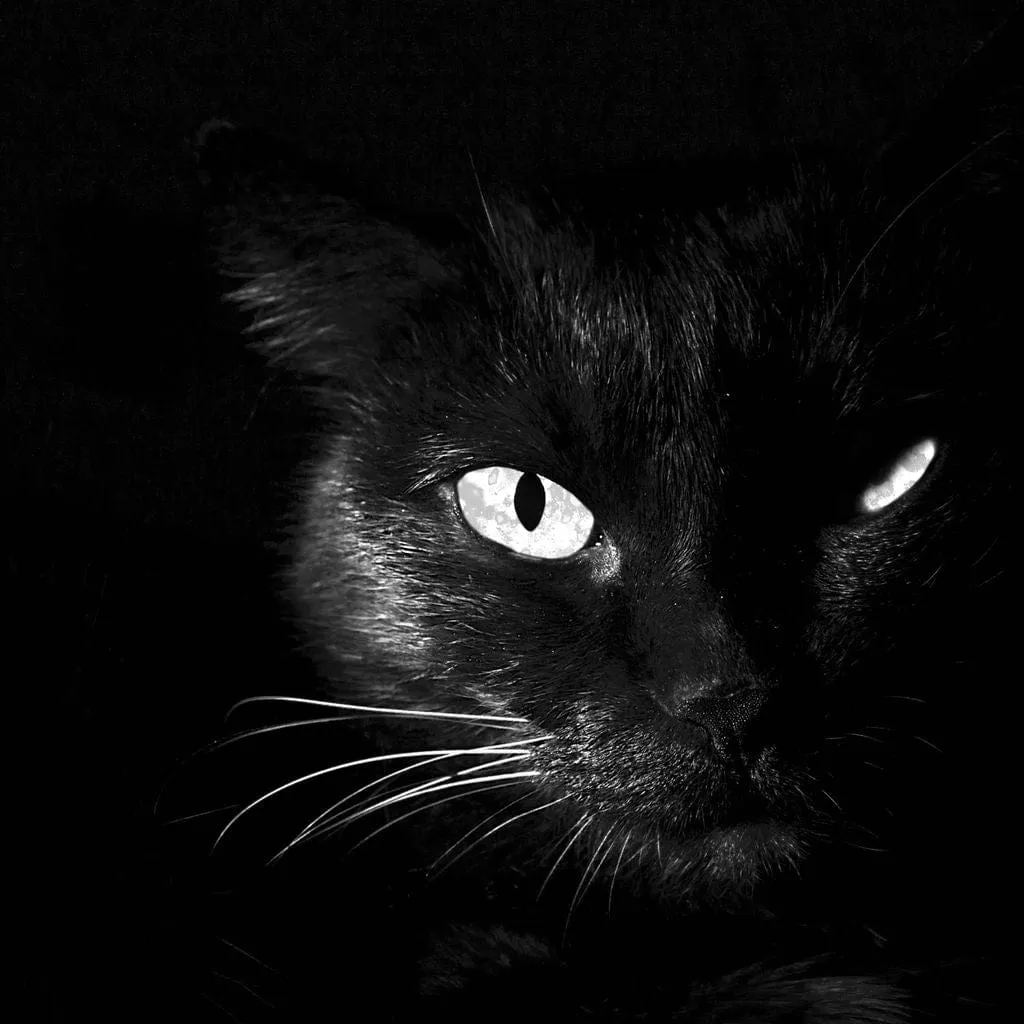 Black and White Cat
