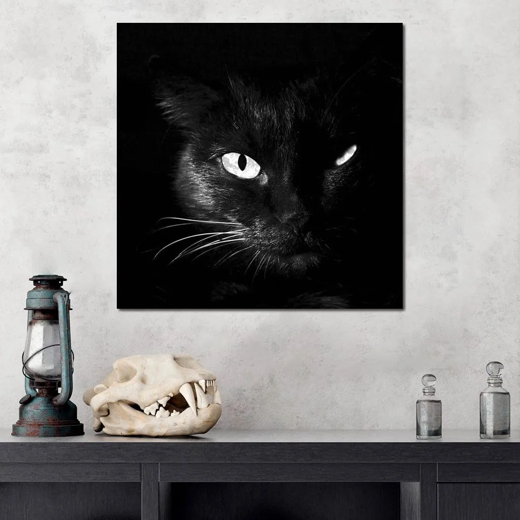 Black and White Cat