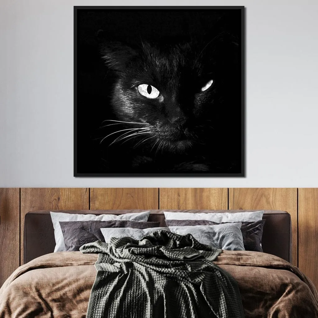 Black and White Cat