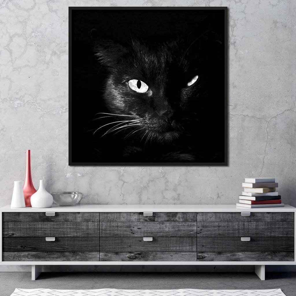 Black and White Cat