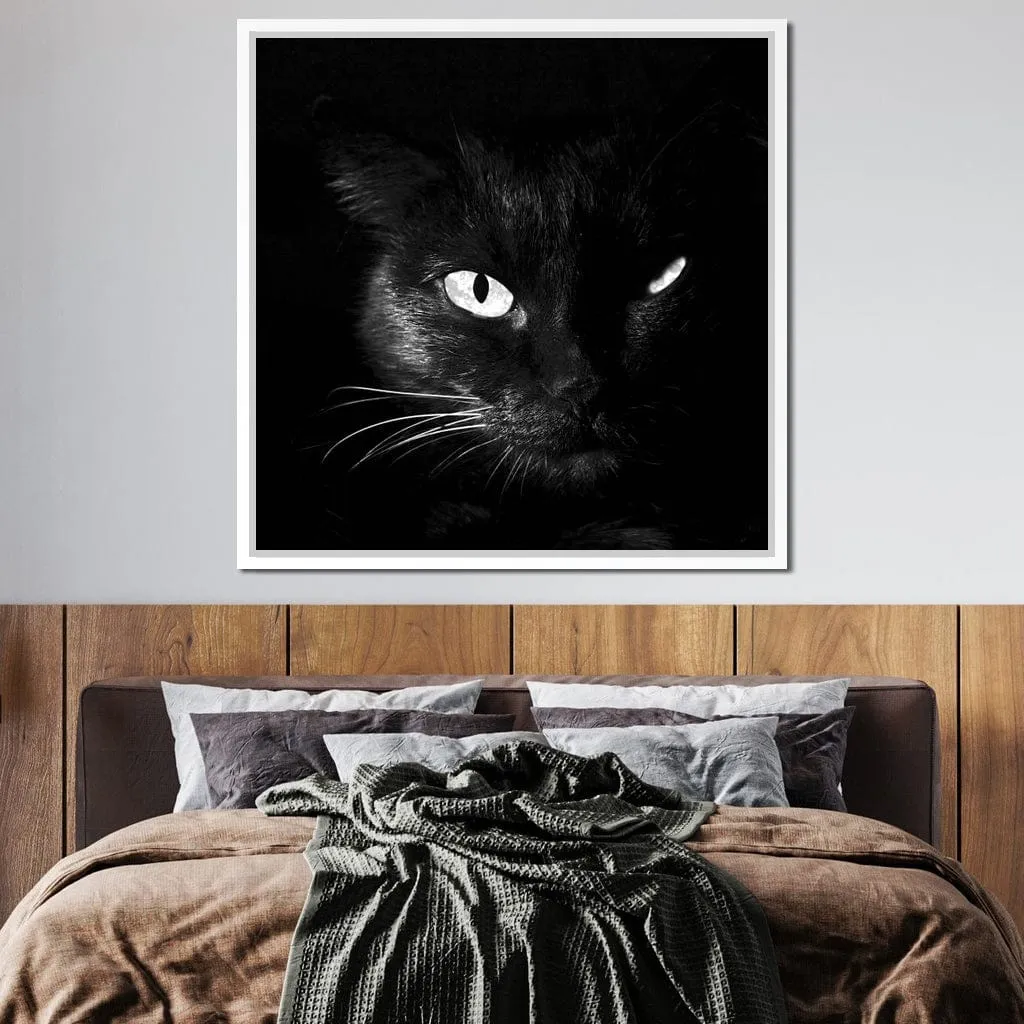Black and White Cat