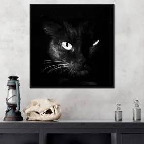 Black and White Cat