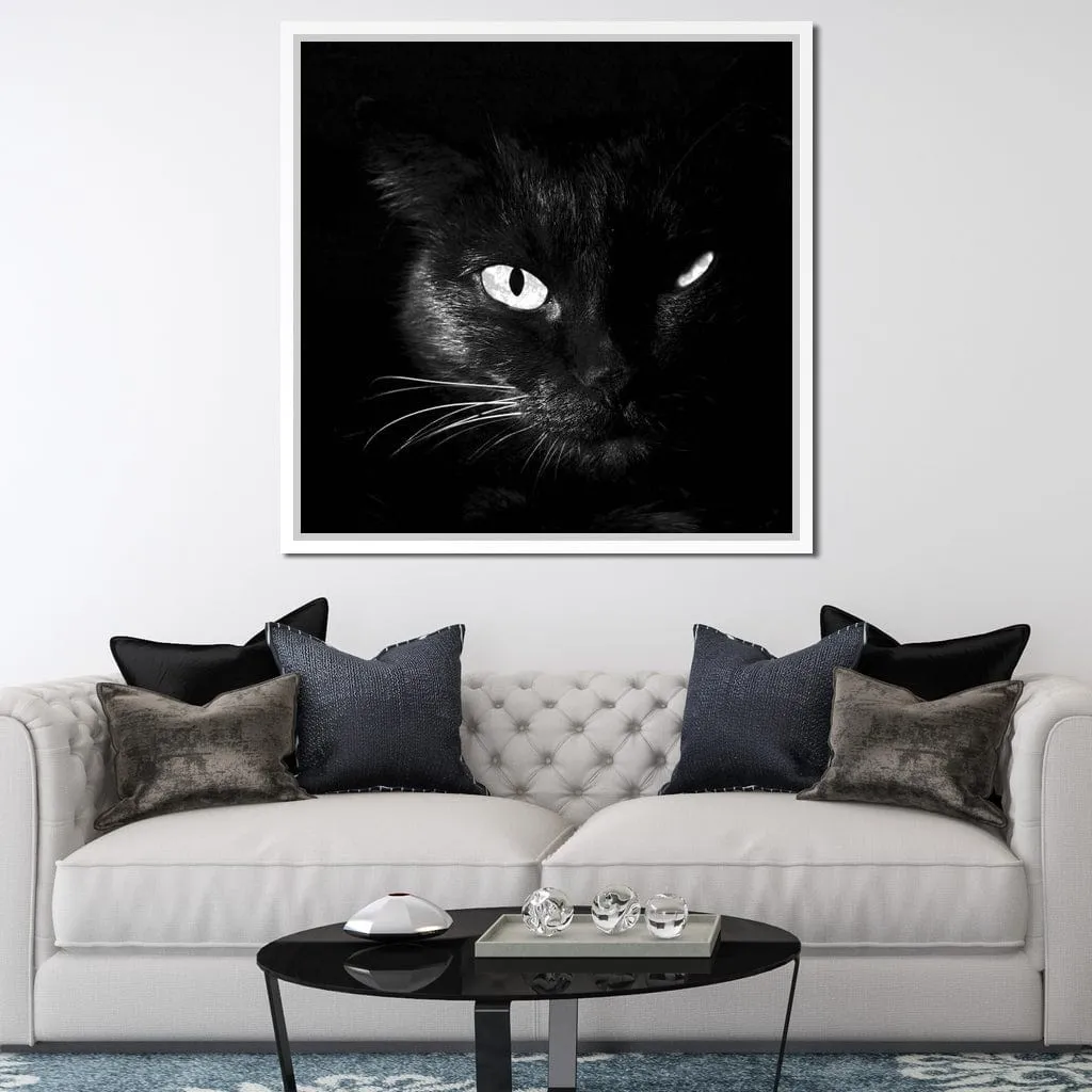 Black and White Cat