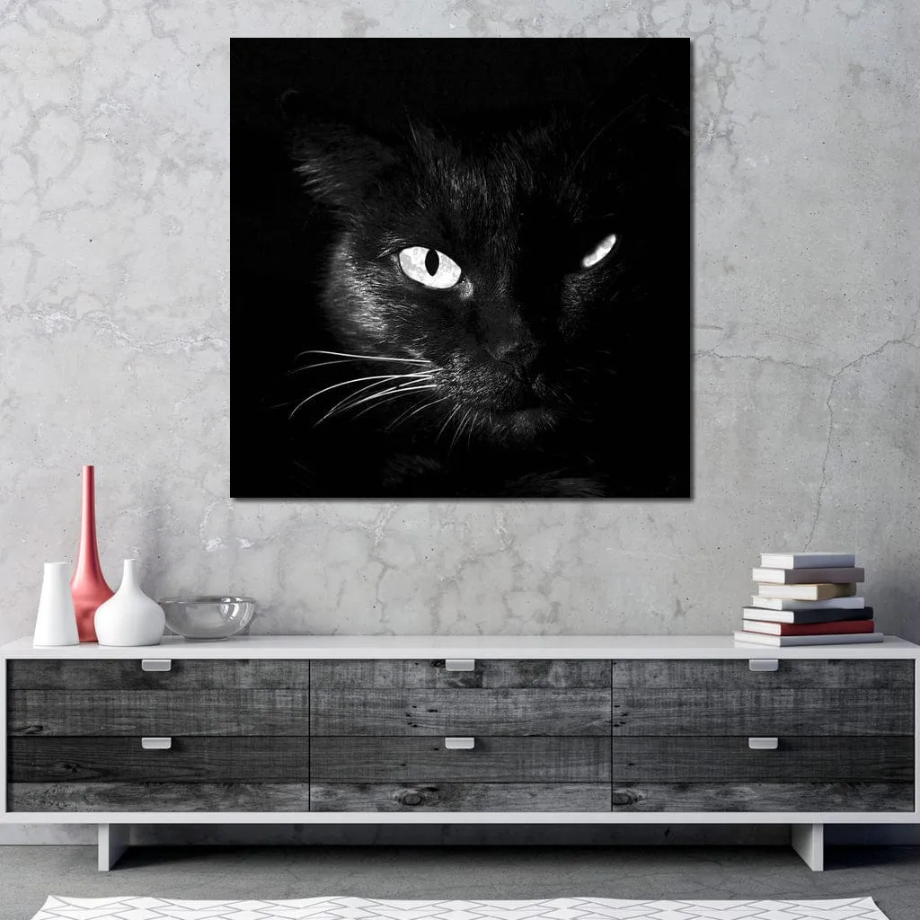Black and White Cat