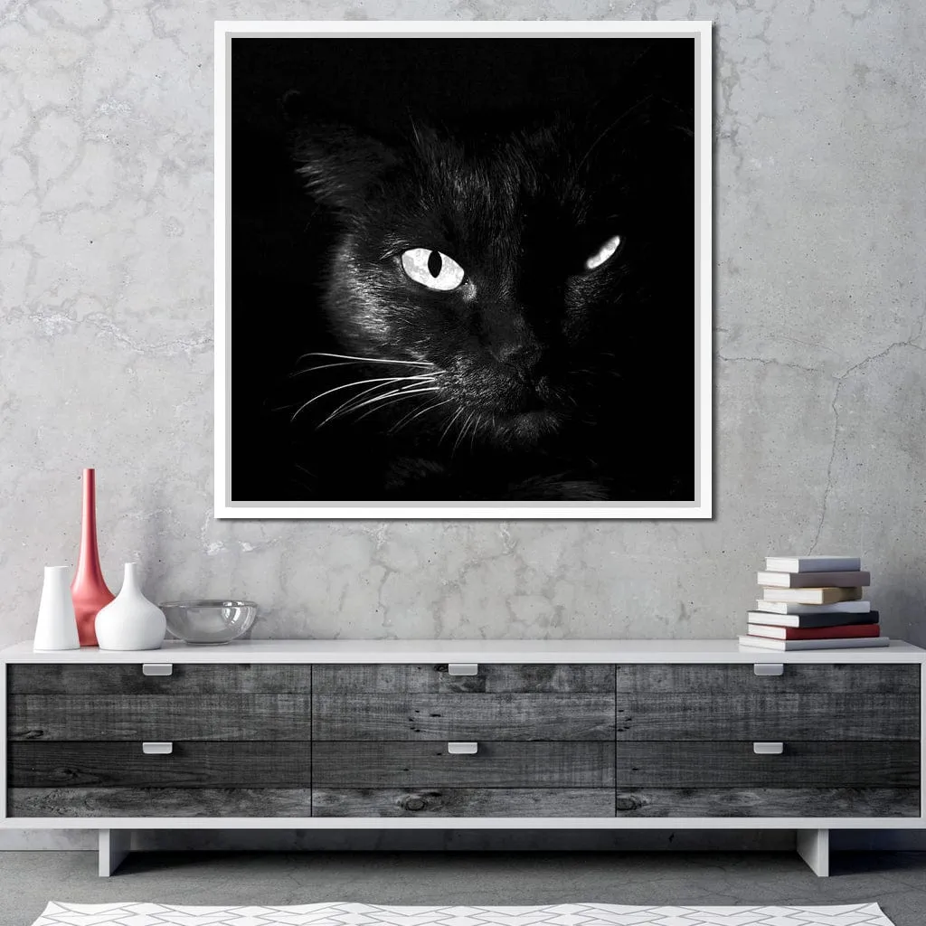 Black and White Cat