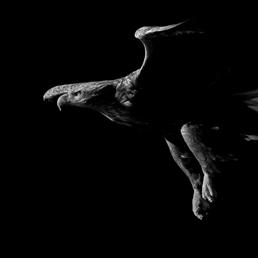 Black and White Eagle