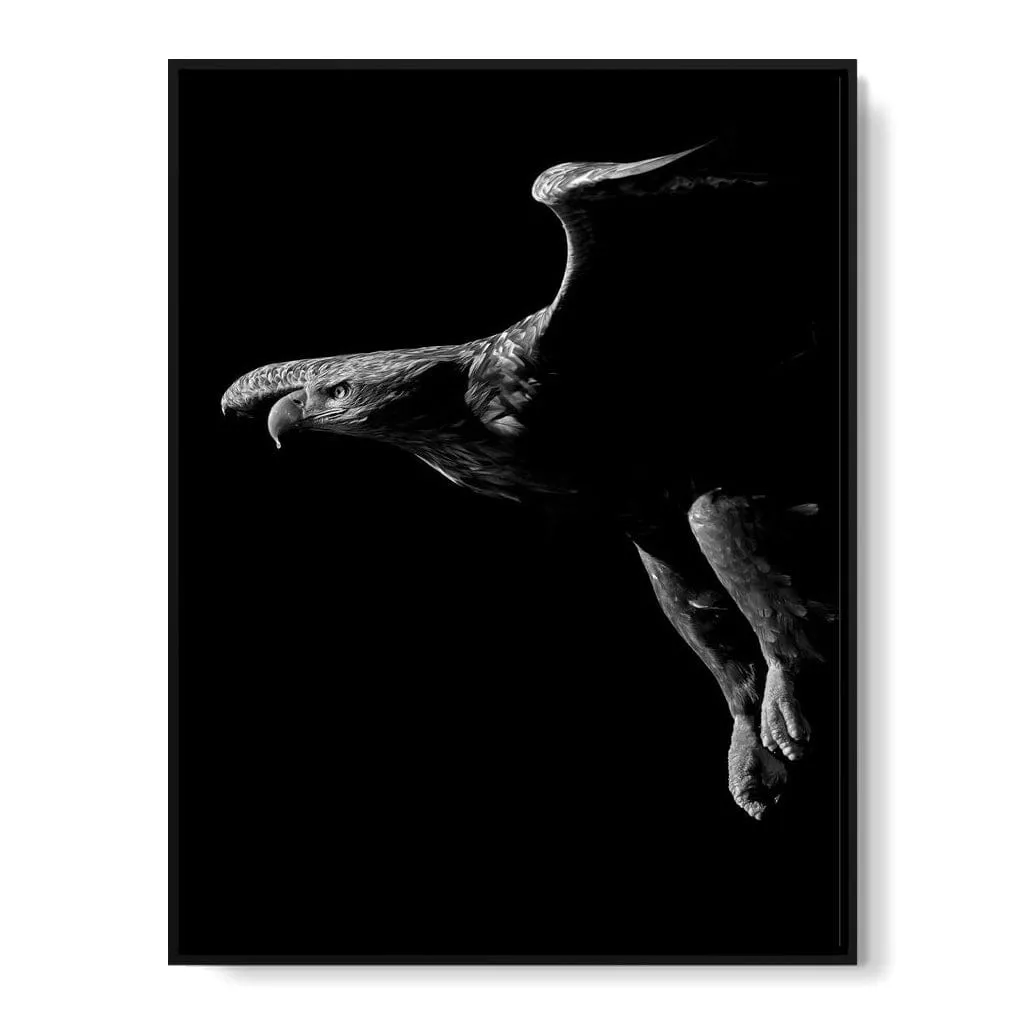 Black and White Eagle