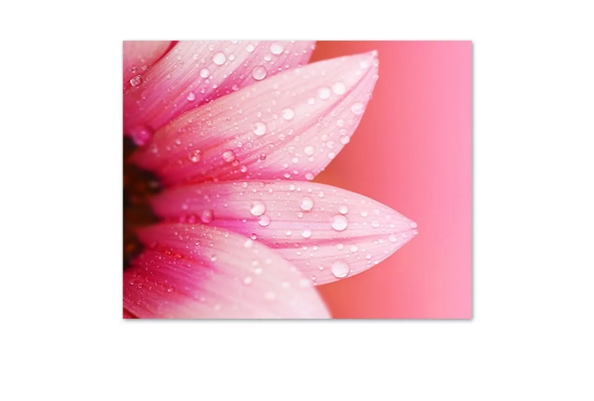 Daisy Pink | Canvas Art Print