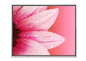 Daisy Pink | Canvas Art Print