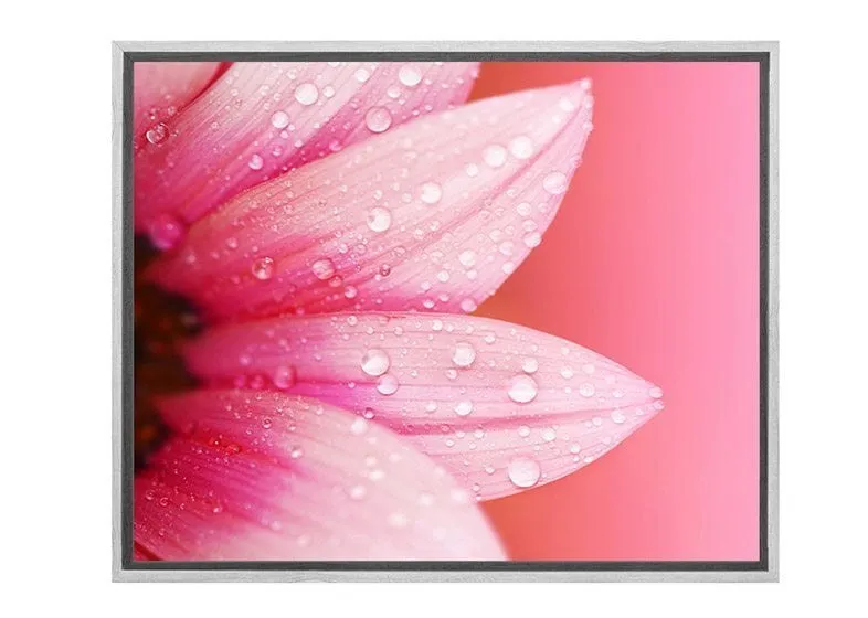 Daisy Pink | Canvas Art Print