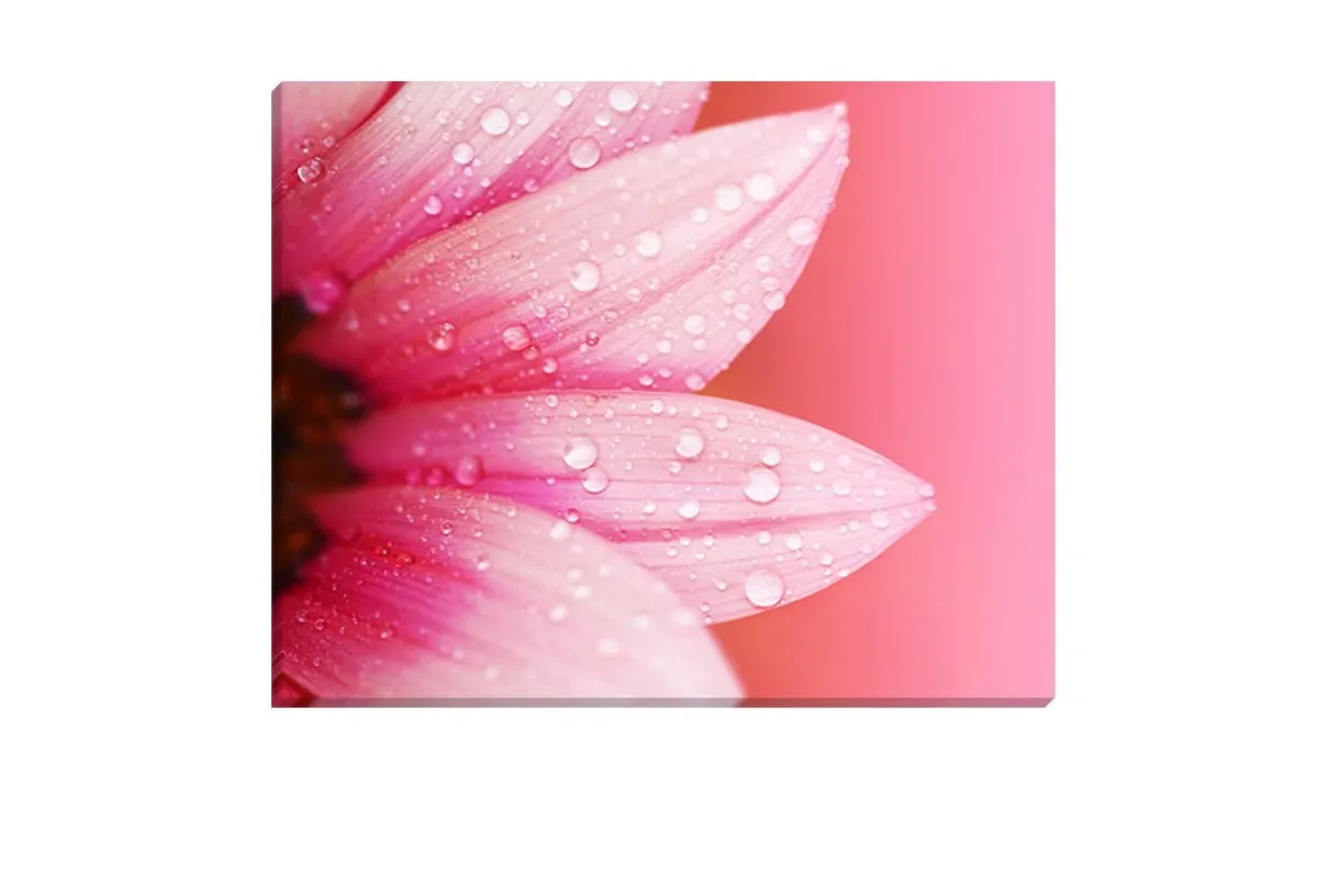 Daisy Pink | Canvas Art Print