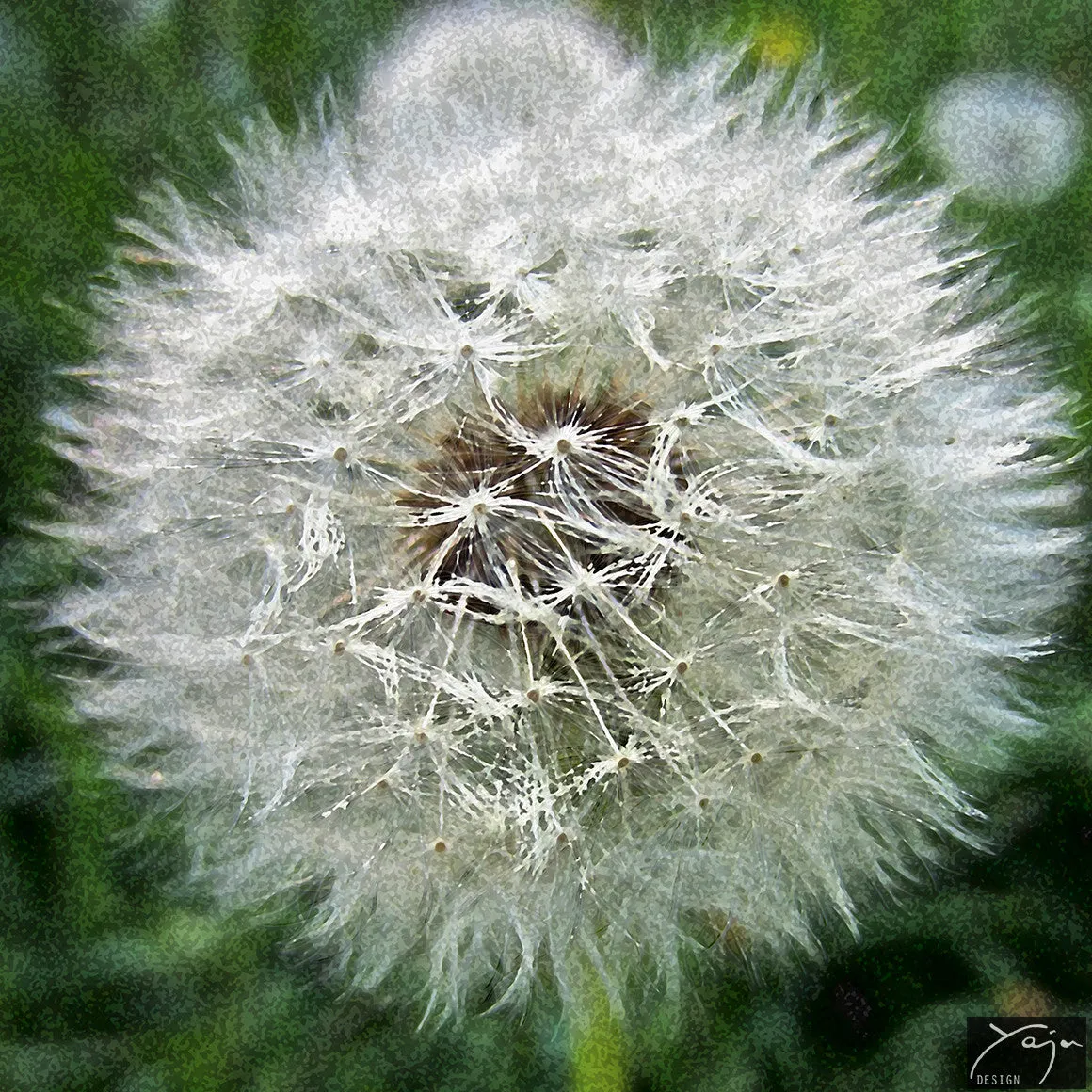 Flying Away Dandelion