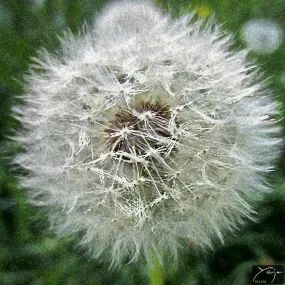 Flying Away Dandelion