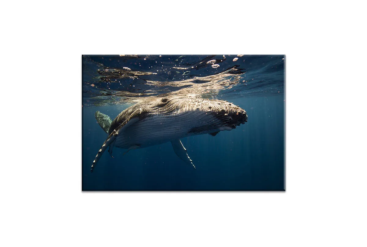 Humpback Whale Wall Art | Wall Art Print