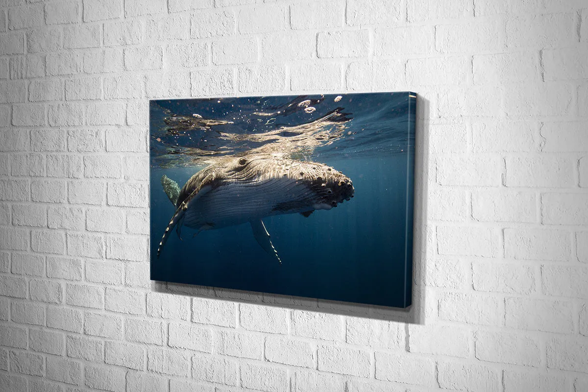 Humpback Whale Wall Art | Wall Art Print