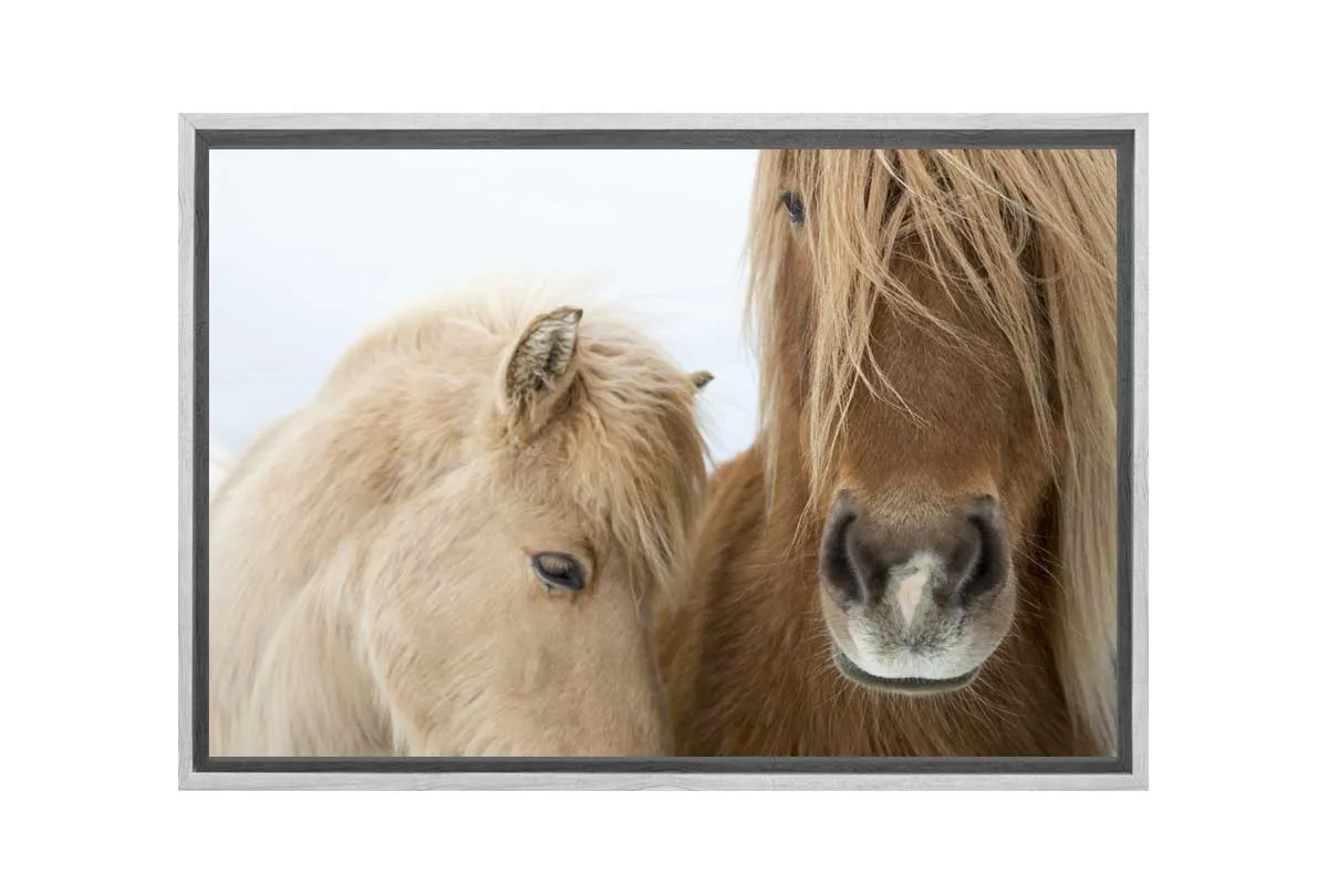 Icelandic Horses 2 | Canvas Art Print