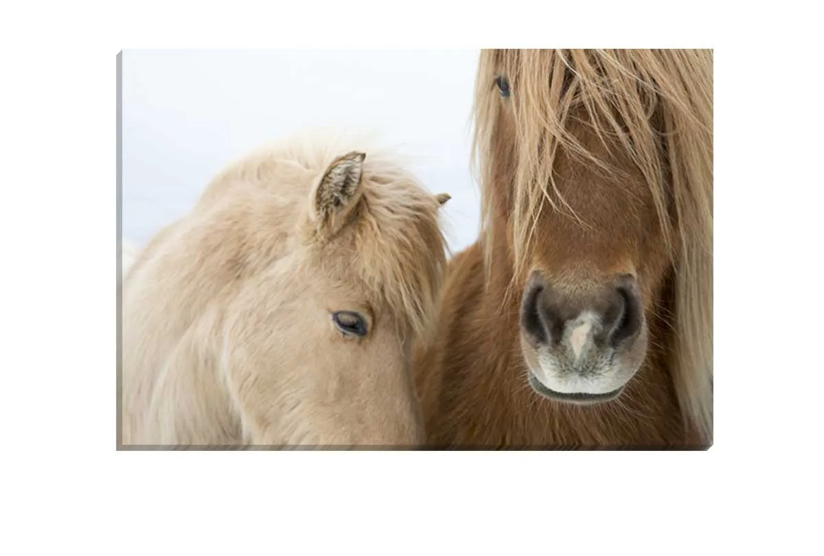Icelandic Horses 2 | Canvas Art Print