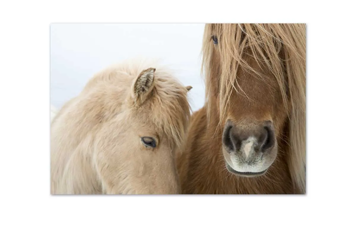 Icelandic Horses 2 | Canvas Art Print