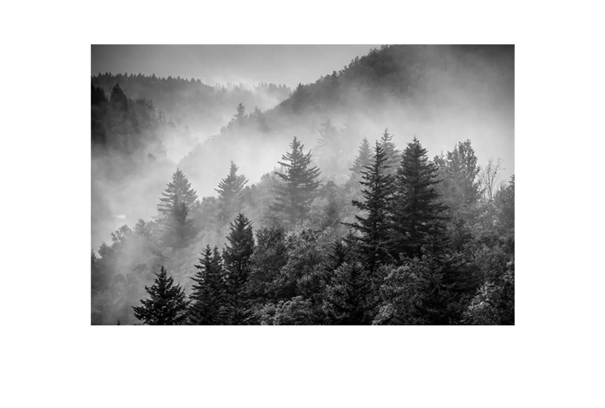 Misty Pine Forest | Canvas Wall Art Print